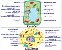 A plant cell has three things. Plant And Animal Cell Worksheets