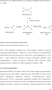 Udział bakteryjnych homologów dioksygenazy AlkB w naprawie egzocyklicznych  uszkodzeń zasad DNA - PDF Free Download