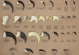 Claw Sizes Of 25 Different Predators Harpy Eagle Eagle