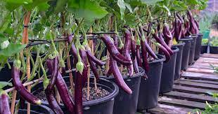 How To Grow Eggplant In Containers