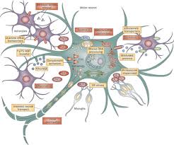 molecular pathways of motor neuron