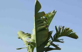 banana leaves benefits and side effects