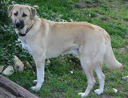 Anatolian Shepherd Dog Breed Information And Pictures