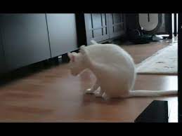 cat scooting on the floor you