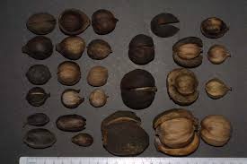 Nut Shell Identification Chart Fresh Carya Fruits Hickory