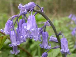 With bulbs planted in your garden, this central shoot forms after flowers fade. Identify Bluebells The Wildlife Trusts