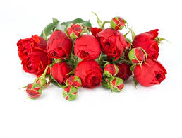 Image result for images of beautiful roses without text