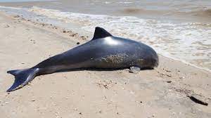 ДОН24 - ​​​​​​​Дельфин или свинья: еще двух млекопитающих выбросило на  берег Азовского моря