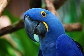 10 diffe types of blue parrots