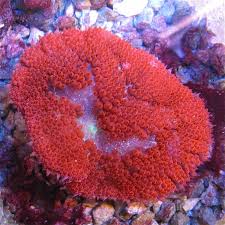 red mini carpet anemone stictyla
