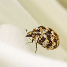 are carpet beetles dangerous