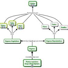 mapa conceptual de las células