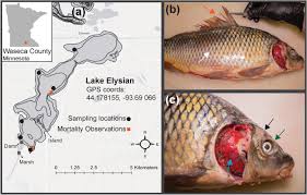 Theo dõi hình ảnh mới nhất của nathan lee tại giải trí 24h. Susceptibility Of Pimephales Promelas And Carassius Auratus To A Strain Of Koi Herpesvirus Isolated From Wild Cyprinus Carpio In North America Scientific Reports