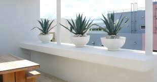 decorate a small balcony with plants