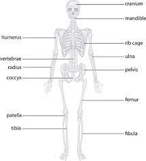 Documents similar to the human body with bones and muscles. The Skeletal System Bone Functions Anatomy 101 From Muscles And Bones To Organs And Systems Your Guide To How The Human Body Works