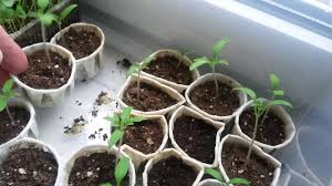 Тази седмица получихме запитване относно изготвяне на план за засаждане на доматена градина. Zasazhdane Na Domati Razsad Ot Semena Chast 1 Youtube