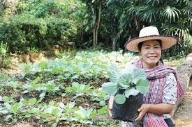 Asian Gardener Woman Hold Young Cabbage
