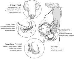 pelvic floor disorders in pregnancy