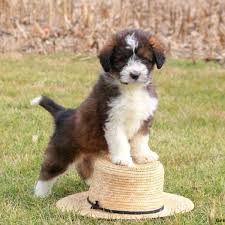 miniature poodle mix puppies