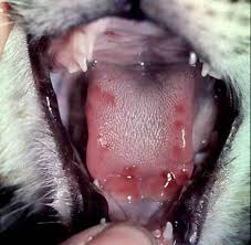 mouth ulcers in cats cat world