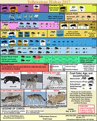 Yellowstone Wolf Chart 2017