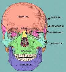 The skeleton is divided into 2 main parts the top of the skull is called the dome. Skull Scalp And Superficial Face