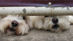 Dog Proof Garden Fencing The Ultimate