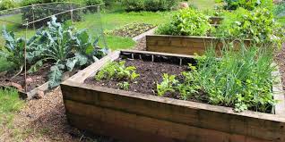 7 Steps To Starting Your Own Garden