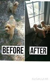 Aussie dog for professional groomers and show handlers. Aussie Pet Mobile 5050 Quality Trl Orlando Fl 32829 Yp Com