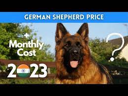 german shepherd dog in india 2023