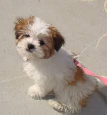 But, generally a bichon shih tzu puppy will be a toy dog, growing to less than 12 inches tall shih tzu bichon mix puppies are likely to end up with a combination of traits from the parent dogs. Shichon Puppie Shichon Puppies Teddy Bear Puppies Teddy Bear Dog
