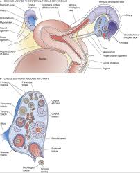 An anatomically female's internal reproductive organs are the vagina, uterus, fallopian tubes, cervix, and ovary. The Female Reproductive System The Reproductive System Medical Physiology 3rd Edition