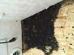 mold mildew in your home and rv