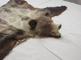 grizzly bear taxidermy rug b
