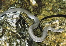 lake erie water snake