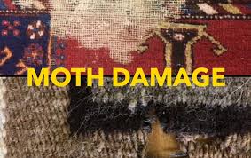 moths and rug cleaning protecting your