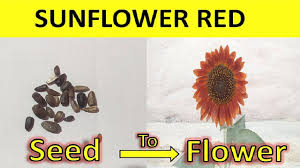 We did not find results for: Red Sunflower Seed To Flower Youtube