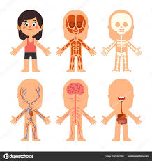Human Cartoon Girl Cartoon Girl Body Anatomy Woman Veins