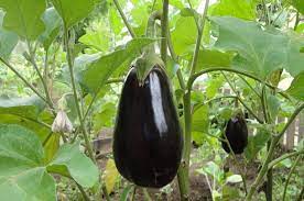Growing Eggplants In Your Backyard