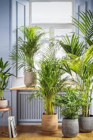 Die hierzulande und im wohnzimmer gehaltenen zimmerpalmen. Dschungelfeeling Mit Palmen Zimmerpflanze Palme Zimmerpflanzen Pflanzen