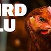 There are two forms of avian influenza: 1