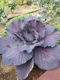 Why is red cabbage called red?