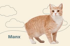 manx cat breed information