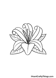 lily flower drawing how to draw a