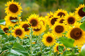 Plant And Grow Sensational Sunflowers