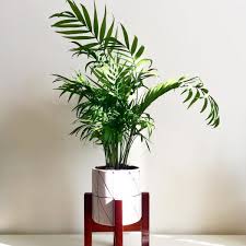 11 Best Indoor Plants For Your Home Or