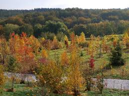 33.4 hectares), also known as the sächsisches landesarboretum (tr. Offnungszeiten Und Preise Forstbotanischer Garten Tharandt