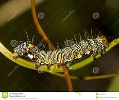 8 Spotted Forester Moth Caterpillar Stock Photo Image Of
