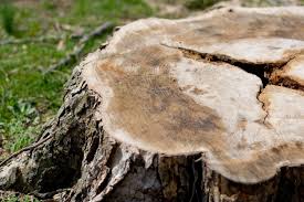 It is maneuvered into position by one of our arborists, and then it is pressed directly against the stump. Tree Stump Grinding Franks Lawn And Tree Service Stump Removal