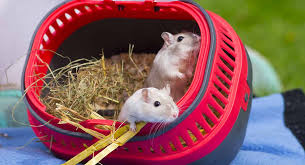 best gerbil cages finding housing for